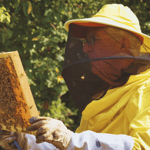 Transforming agriculture in South Africa: AgriSound’s role in revolutionising pollination practices 