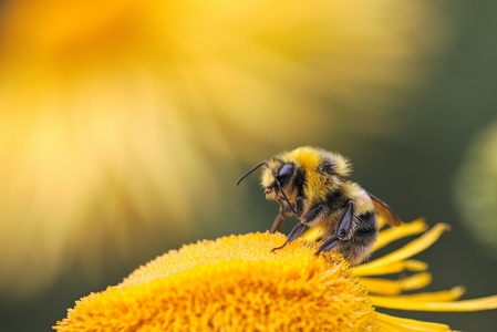 Bees as Biosentinels: How Nature’s Early Warning System is Getting a Tech Upgrade