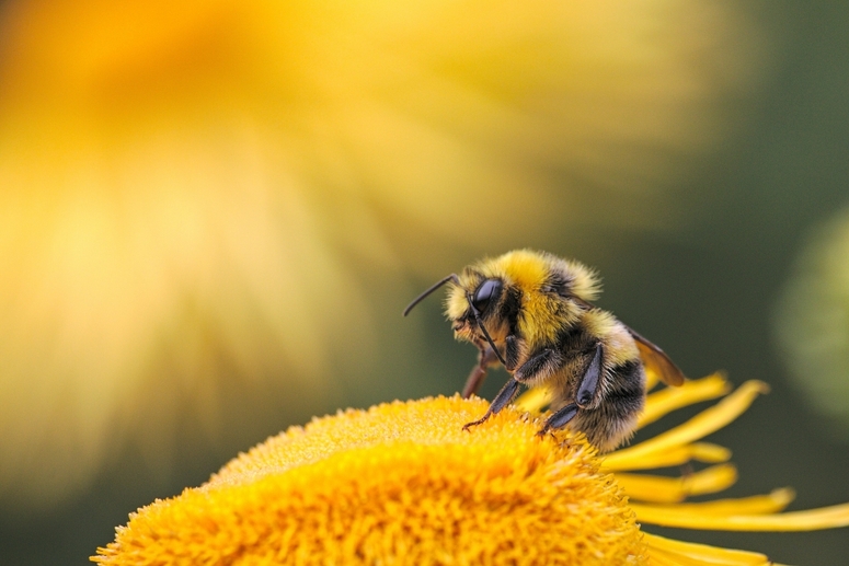 Bees as Biosentinels: How Nature’s Early Warning System is Getting a Tech Upgrade