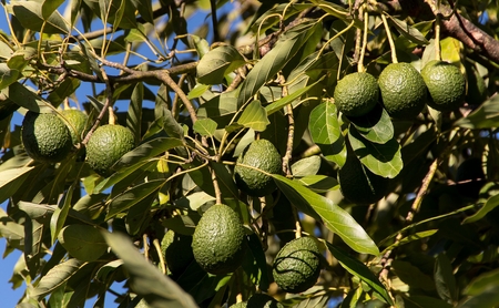 AgriSound and Westfalia Fruit partner to boost avocado production with cutting-edge pollinator technology
