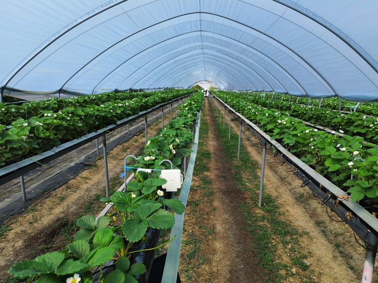 Dole UK and AgriSound launch pollination technology pilot study in the UK to support smarter research and development for fruit production