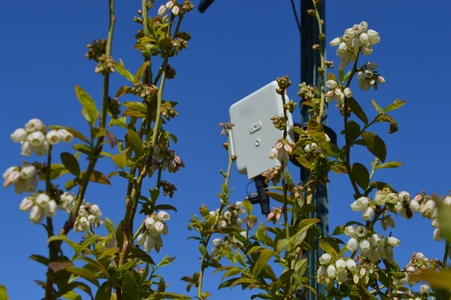 British Sugar partners with AgriSound to launch pioneering pollinator monitoring project  