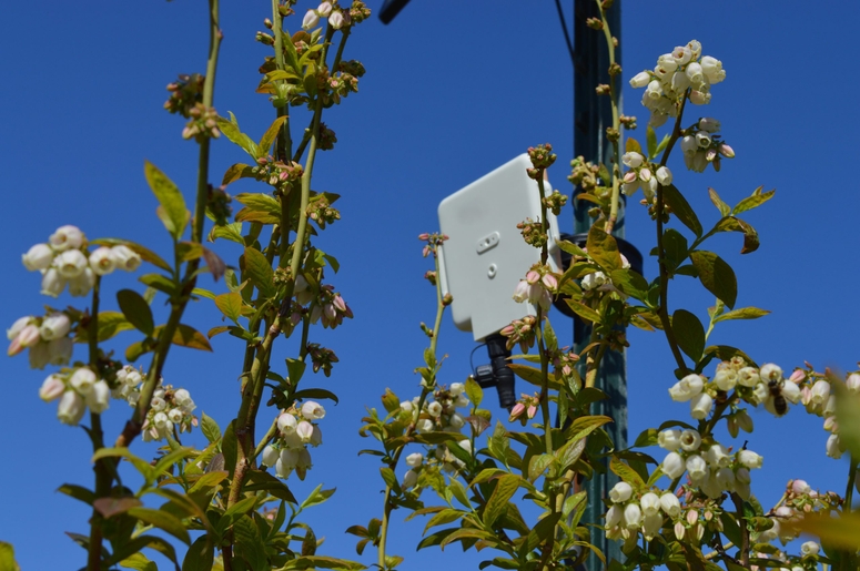British Sugar partners with AgriSound to launch pioneering pollinator monitoring project